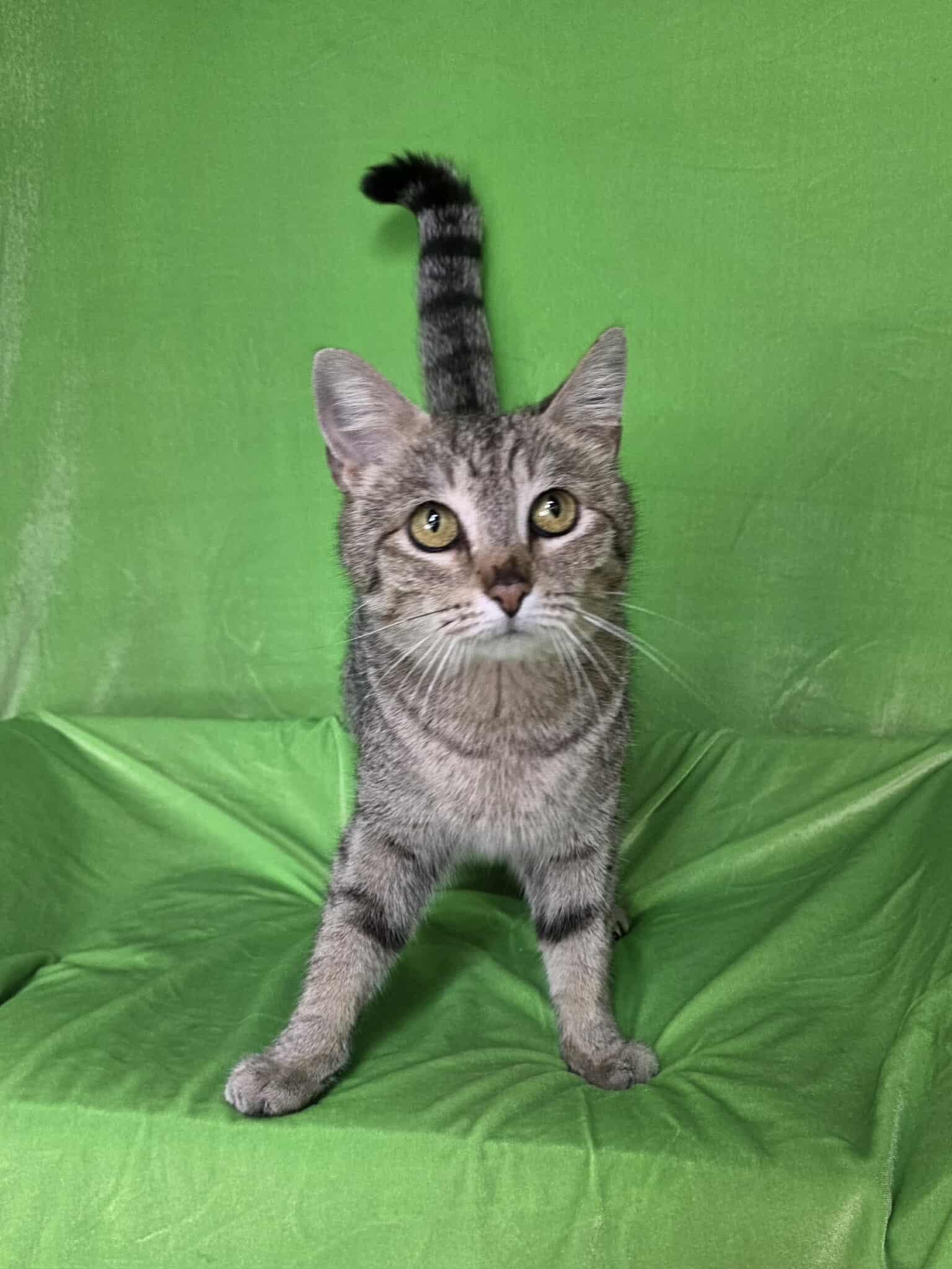 Cozy, an adopted Tabby in Memphis, TN image 2/4