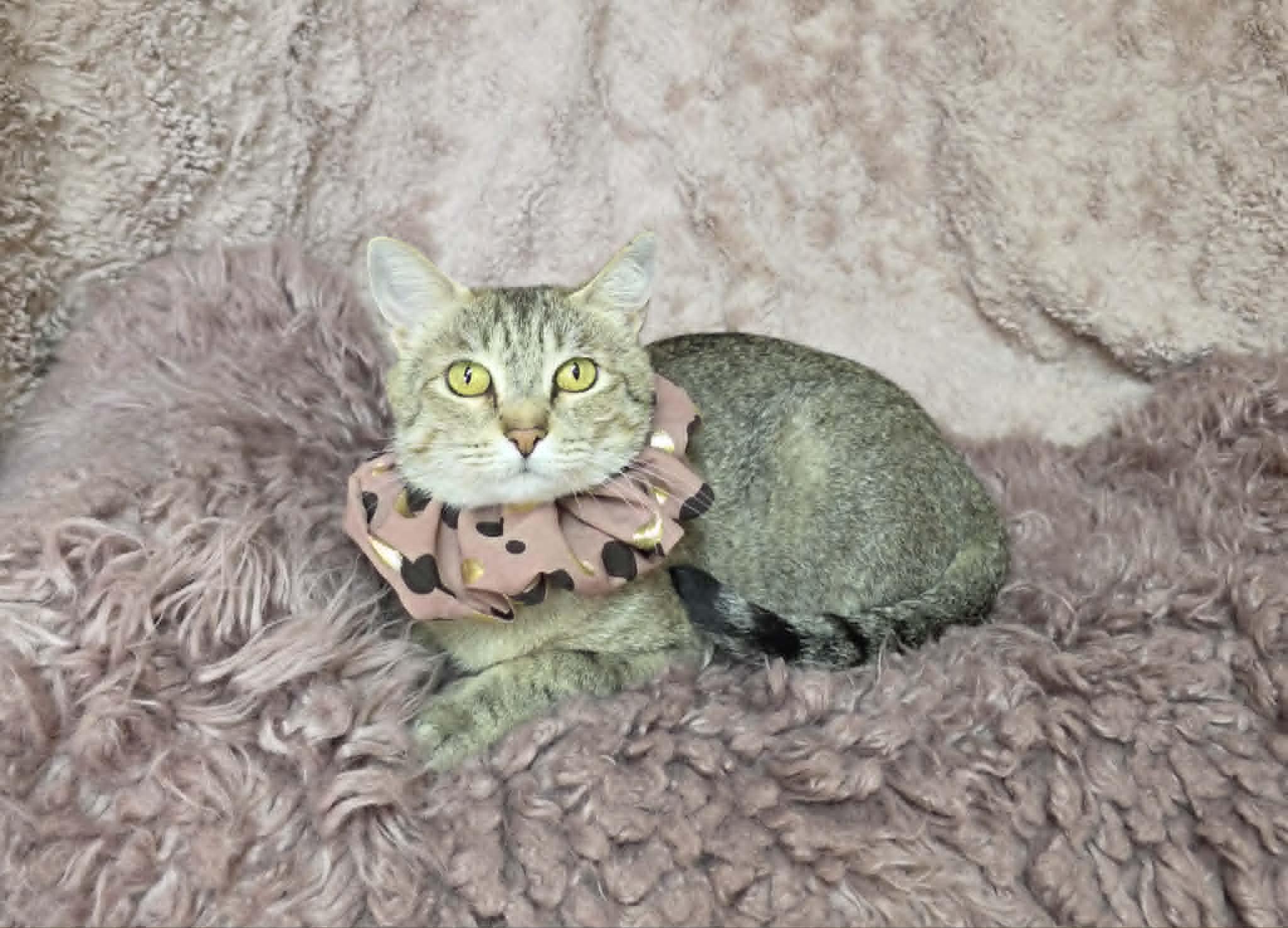 Cozy, an adopted Tabby in Memphis, TN image 4/4
