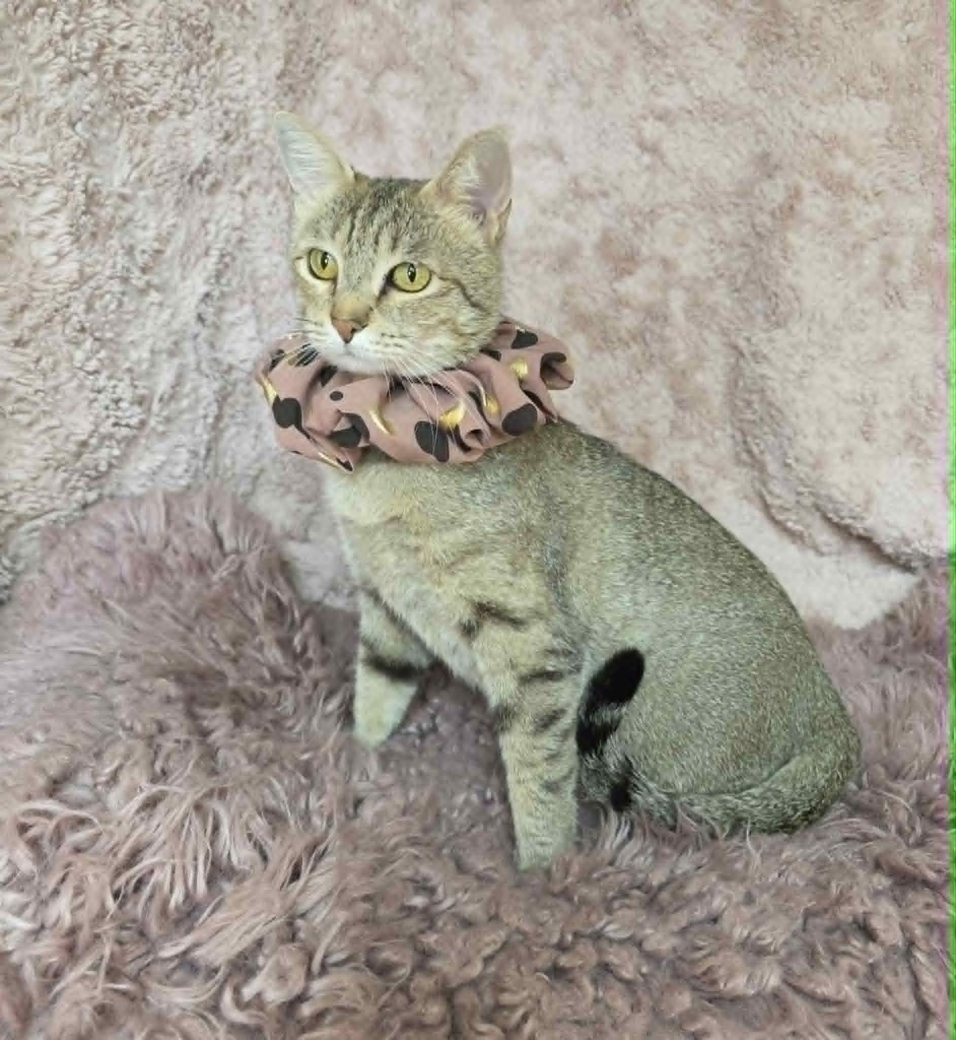 Cozy, an adopted Tabby in Memphis, TN image 3/4