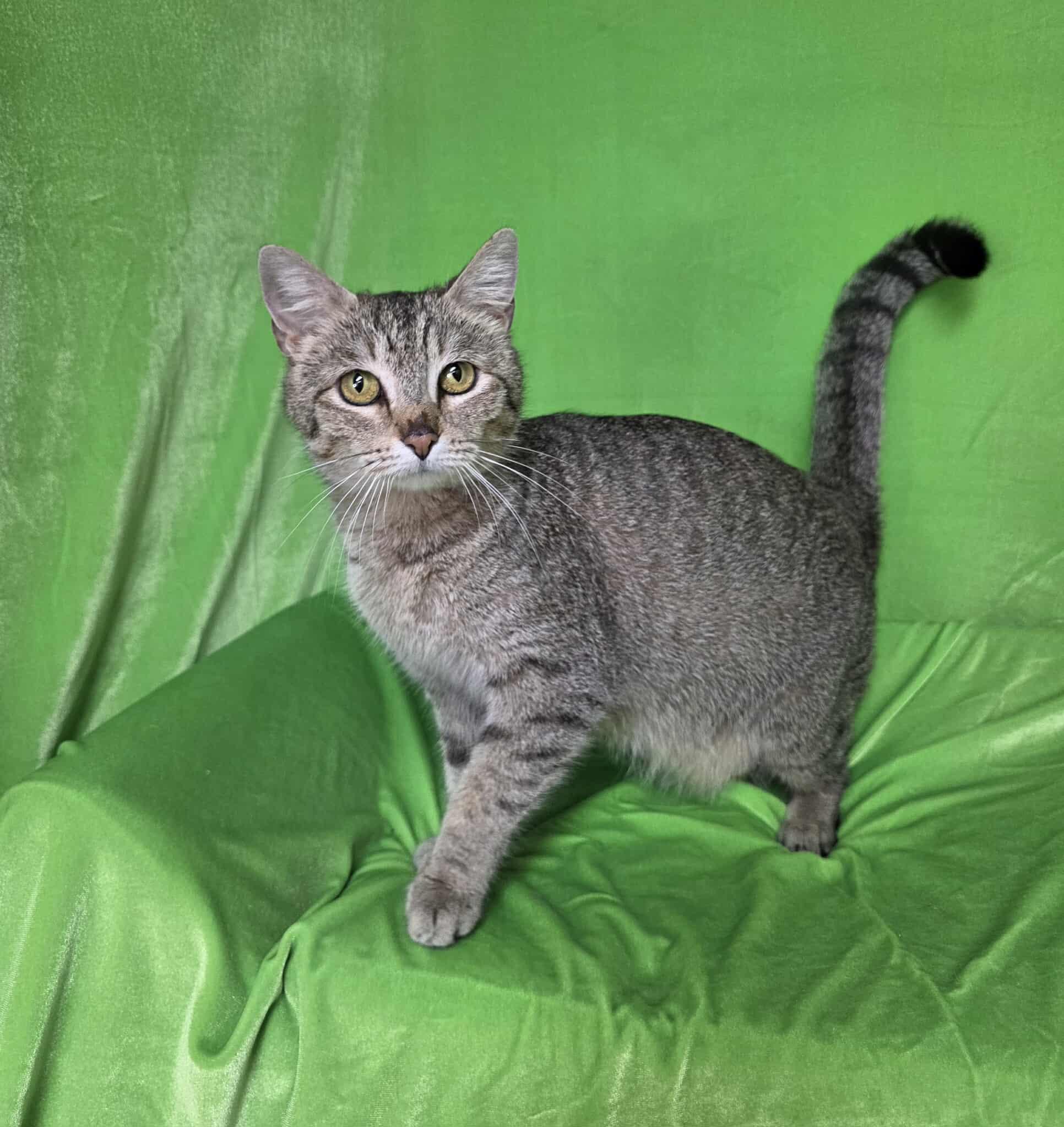Cozy, an adopted Tabby in Memphis, TN image 1/4