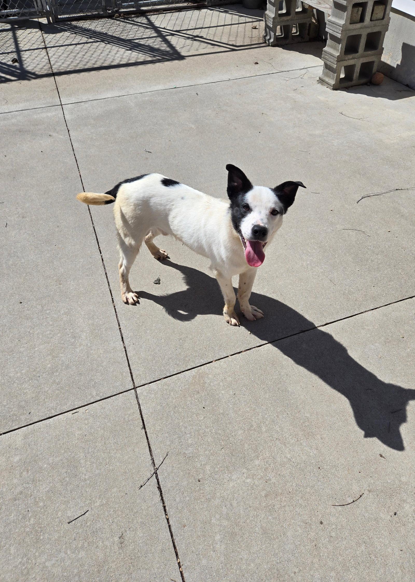 T-rex, Adoptable, Adult Male Mixed Breed.