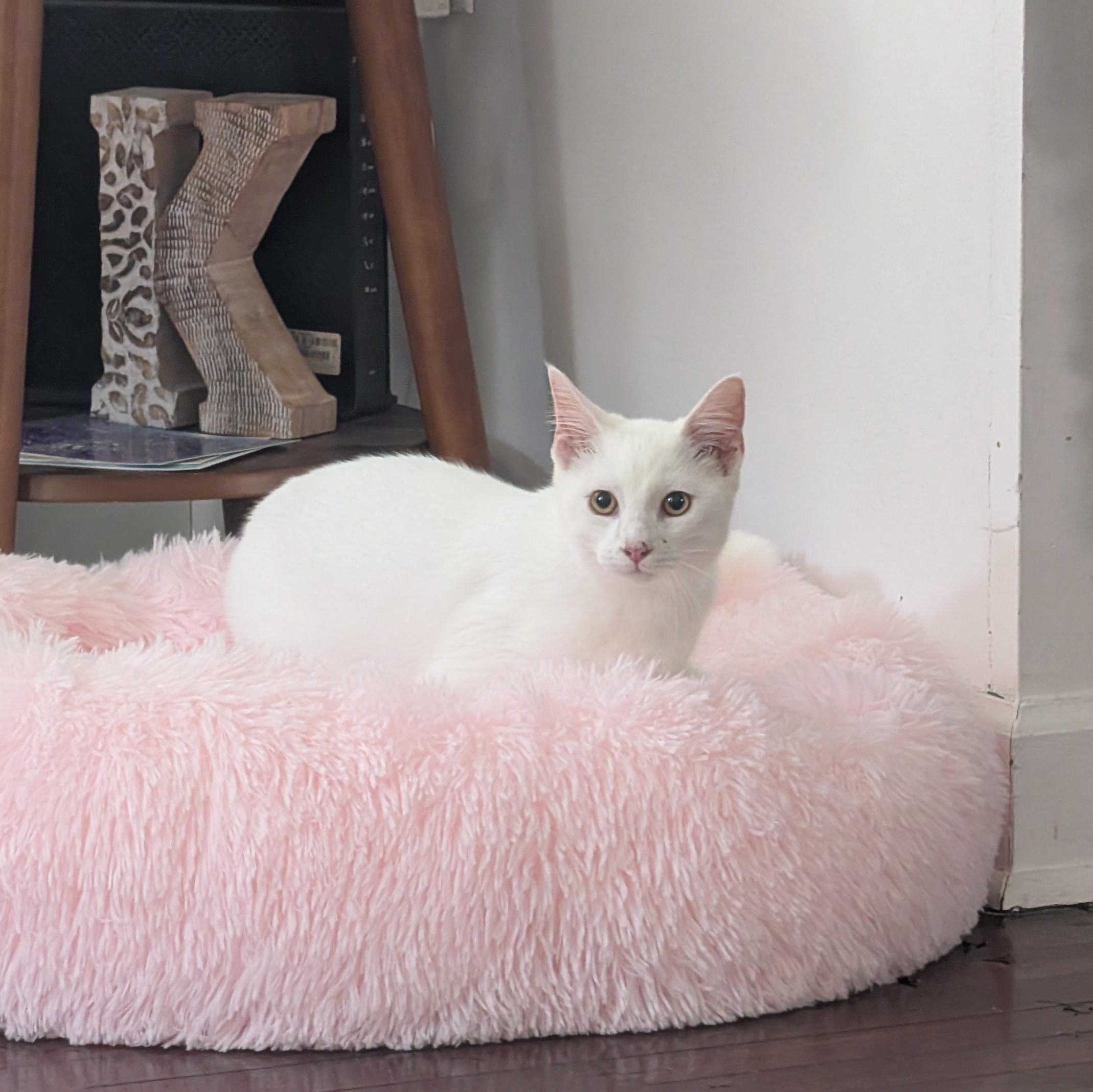 Tofu, Adoptable, Young Male Domestic Short Hair.