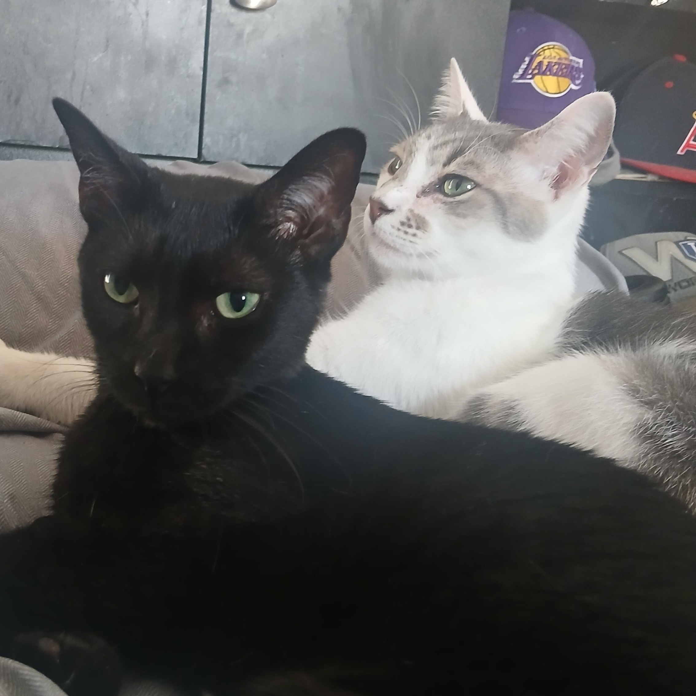 Enlarge Kylo, a ADOPTABLE Domestic Short Hair in HUNTINGTON BEACH, CA image 2/3