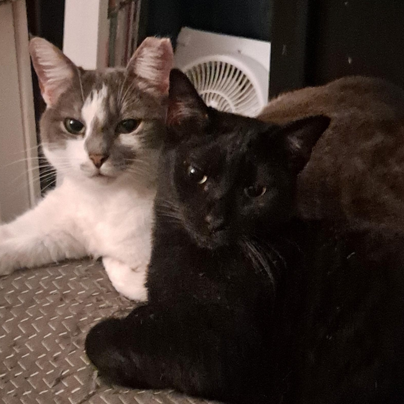 Enlarge Kylo, a ADOPTABLE Domestic Short Hair in HUNTINGTON BEACH, CA image 3/3