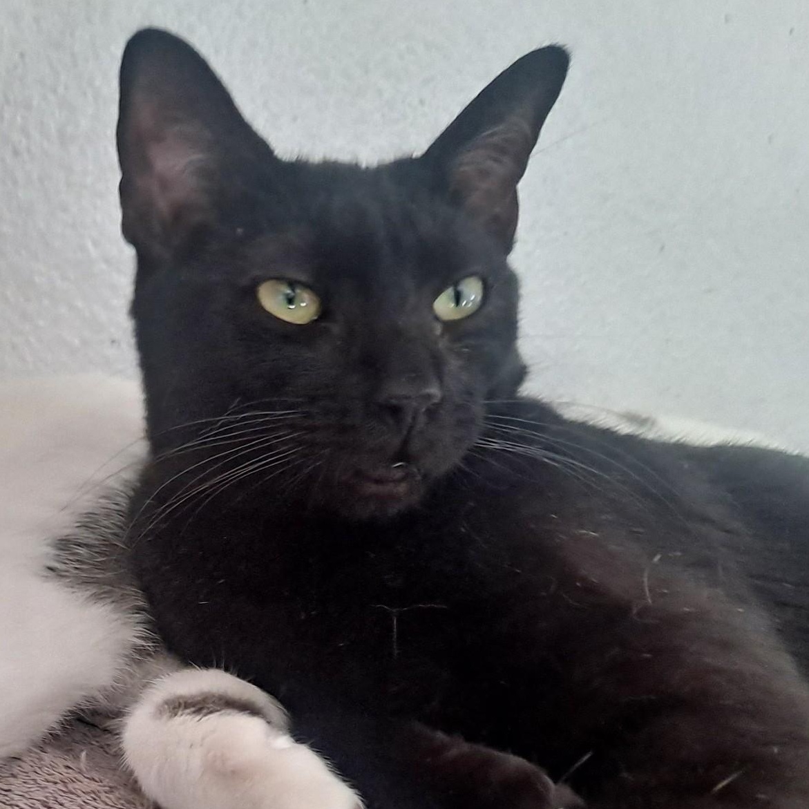 Enlarge Kylo, a ADOPTABLE Domestic Short Hair in HUNTINGTON BEACH, CA image 1/3