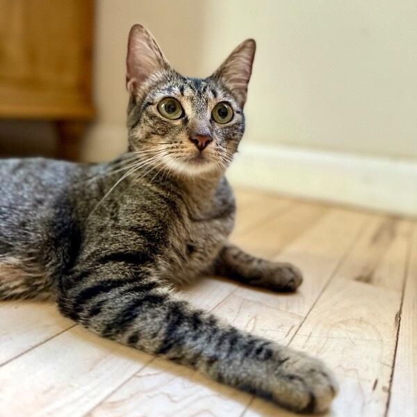 Azalea Flower — thumbnail 2