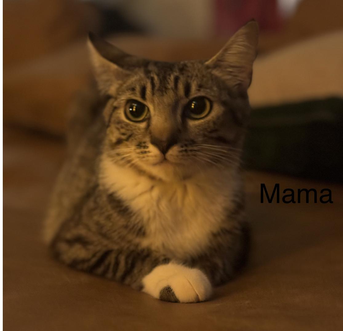 Mama, Adoptable, Young Female Tabby.