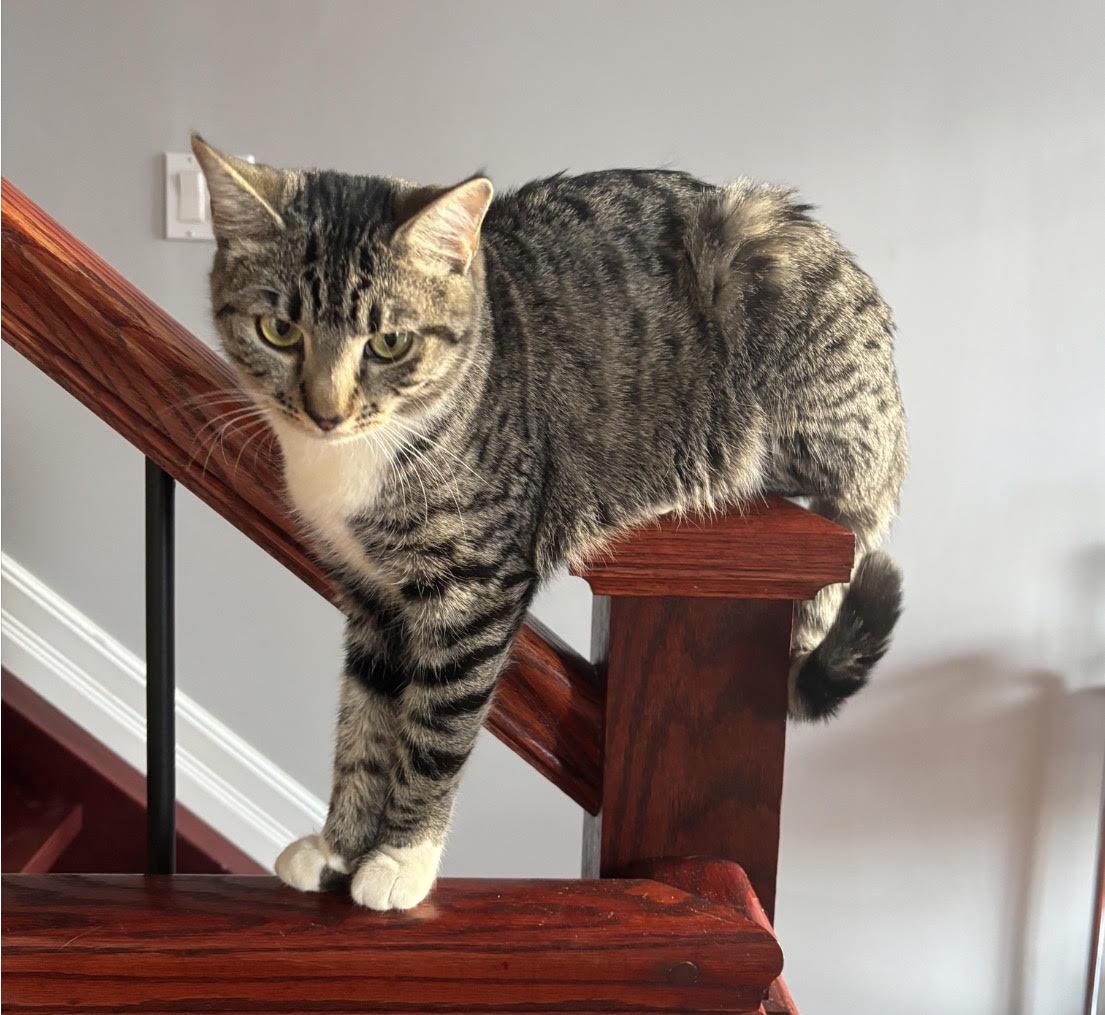Enlarge Mama, a Adoptable Tabby in Orleans, ON image 2/3