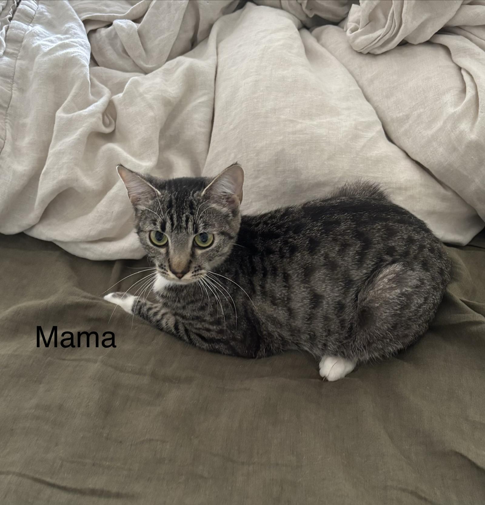 Enlarge Mama, a Adoptable Tabby in Orleans, ON image 3/3