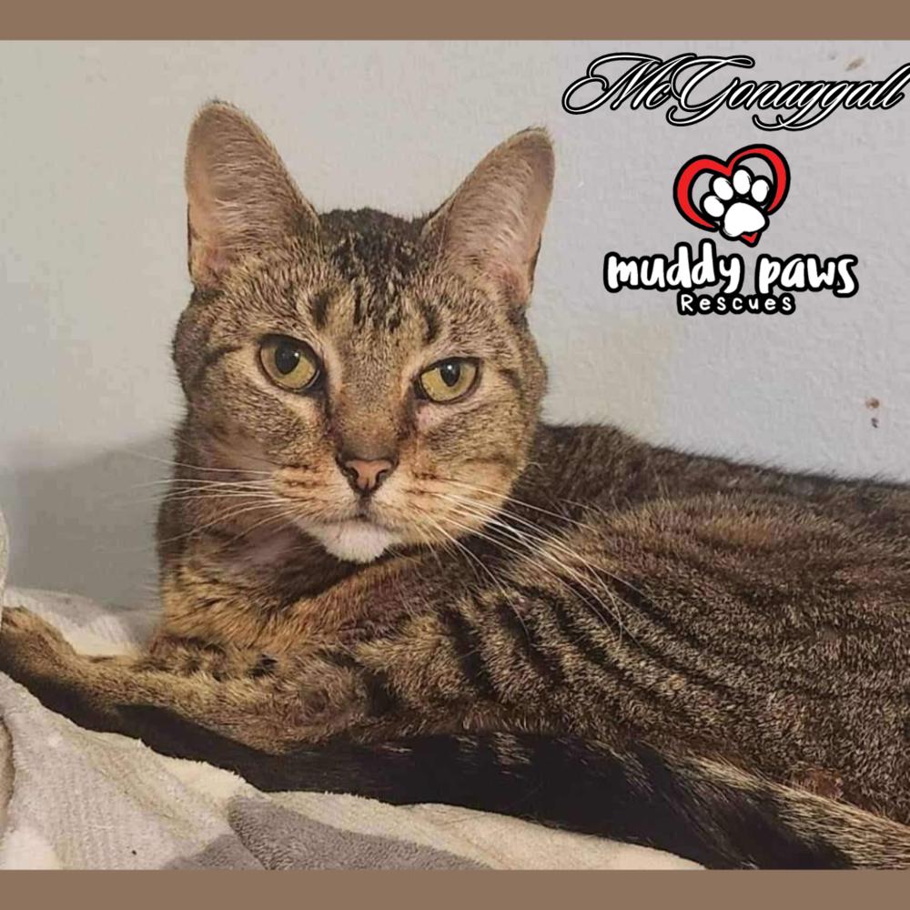 Enlarge McGonagall, a Adoptable mixed breed in Council Bluffs, IA image 1/1