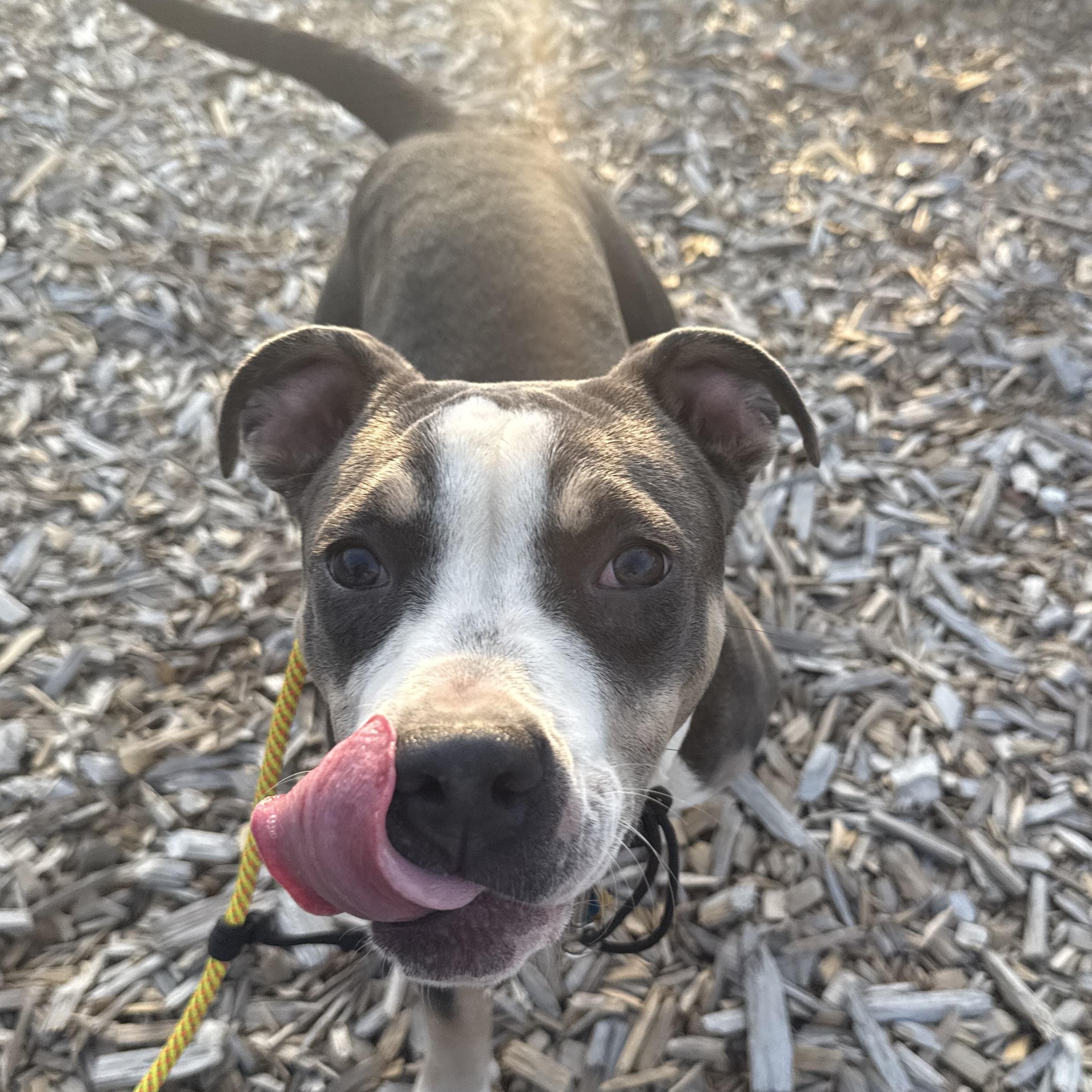 Enlarge Barbie, an adoptable mixed breed in Ferndale, WA image 2/3