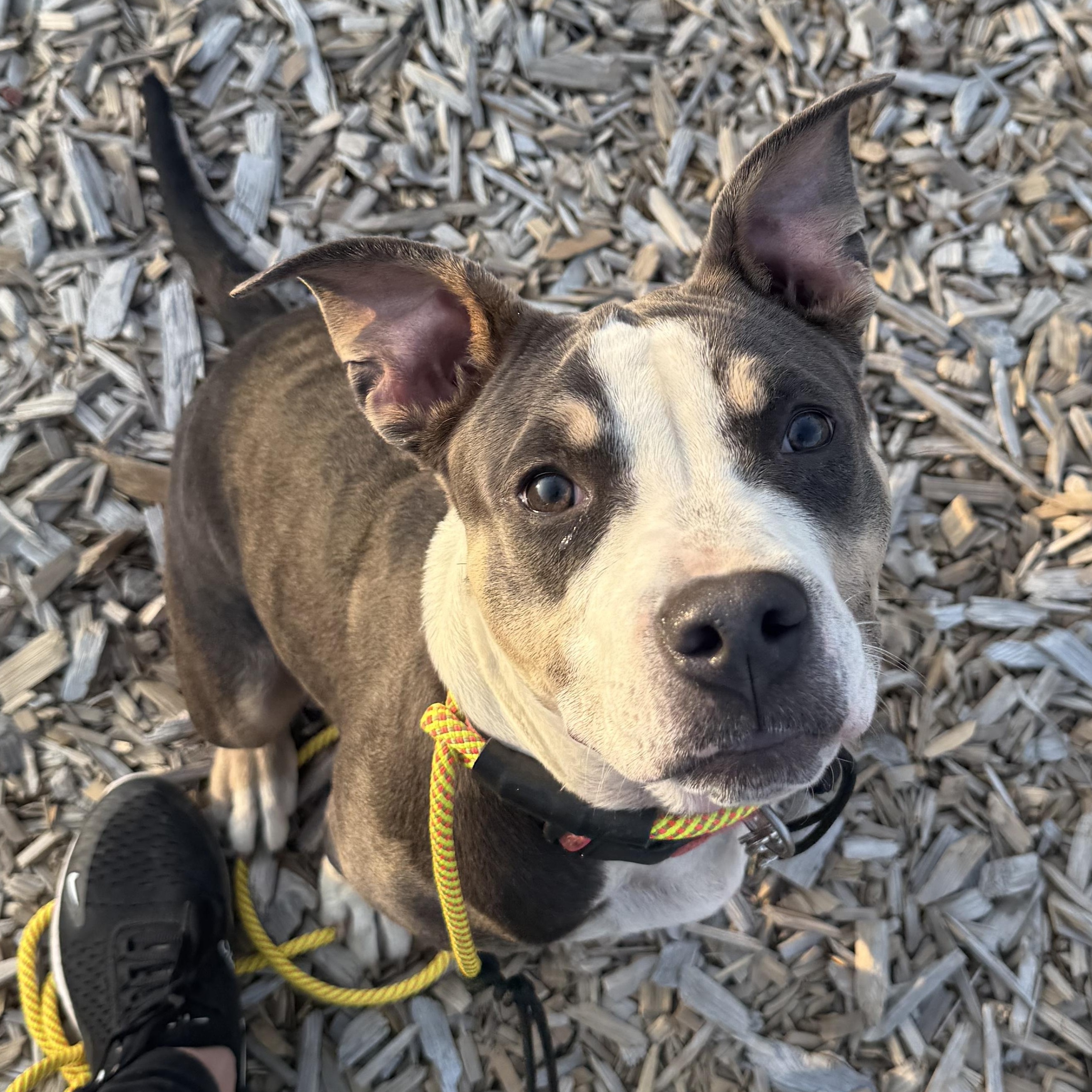 Enlarge Barbie, an adoptable mixed breed in Ferndale, WA image 1/3