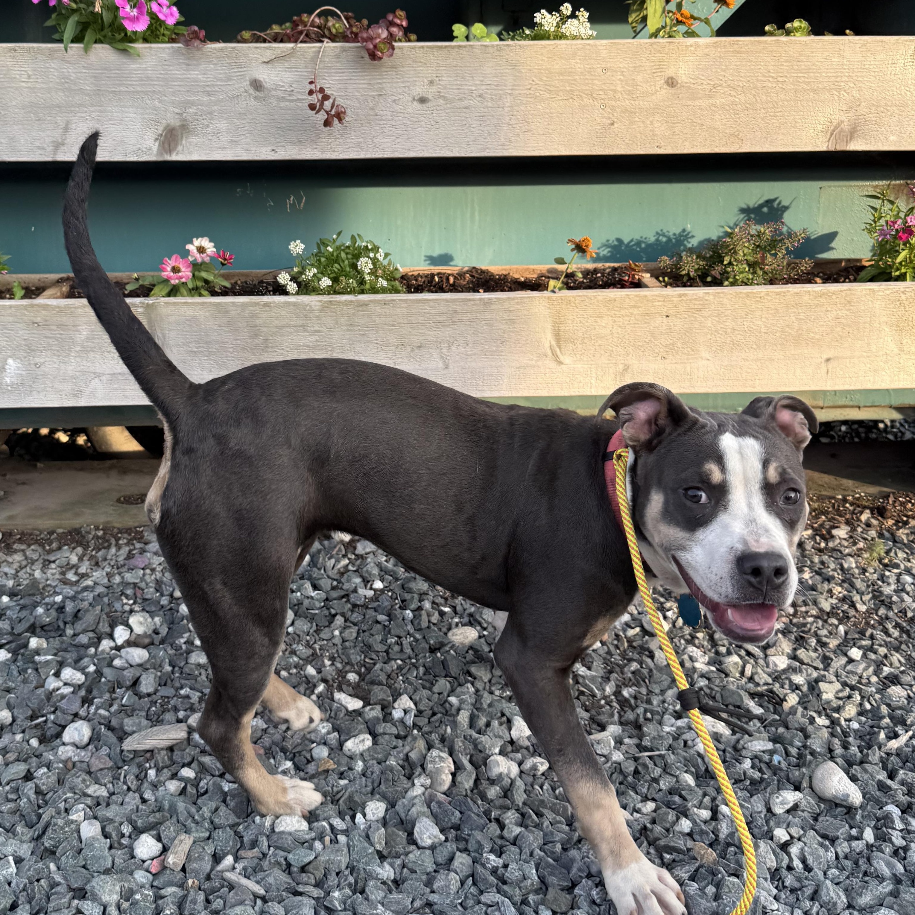 Enlarge Barbie, an adoptable mixed breed in Ferndale, WA image 3/3
