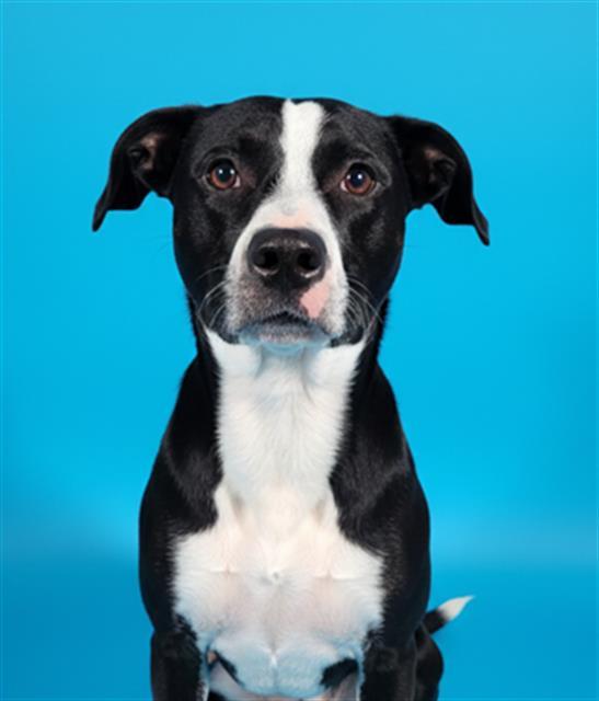 Enlarge ATLANTIS, a Adoptable Mixed Breed in Jacksonville, FL image 1/1