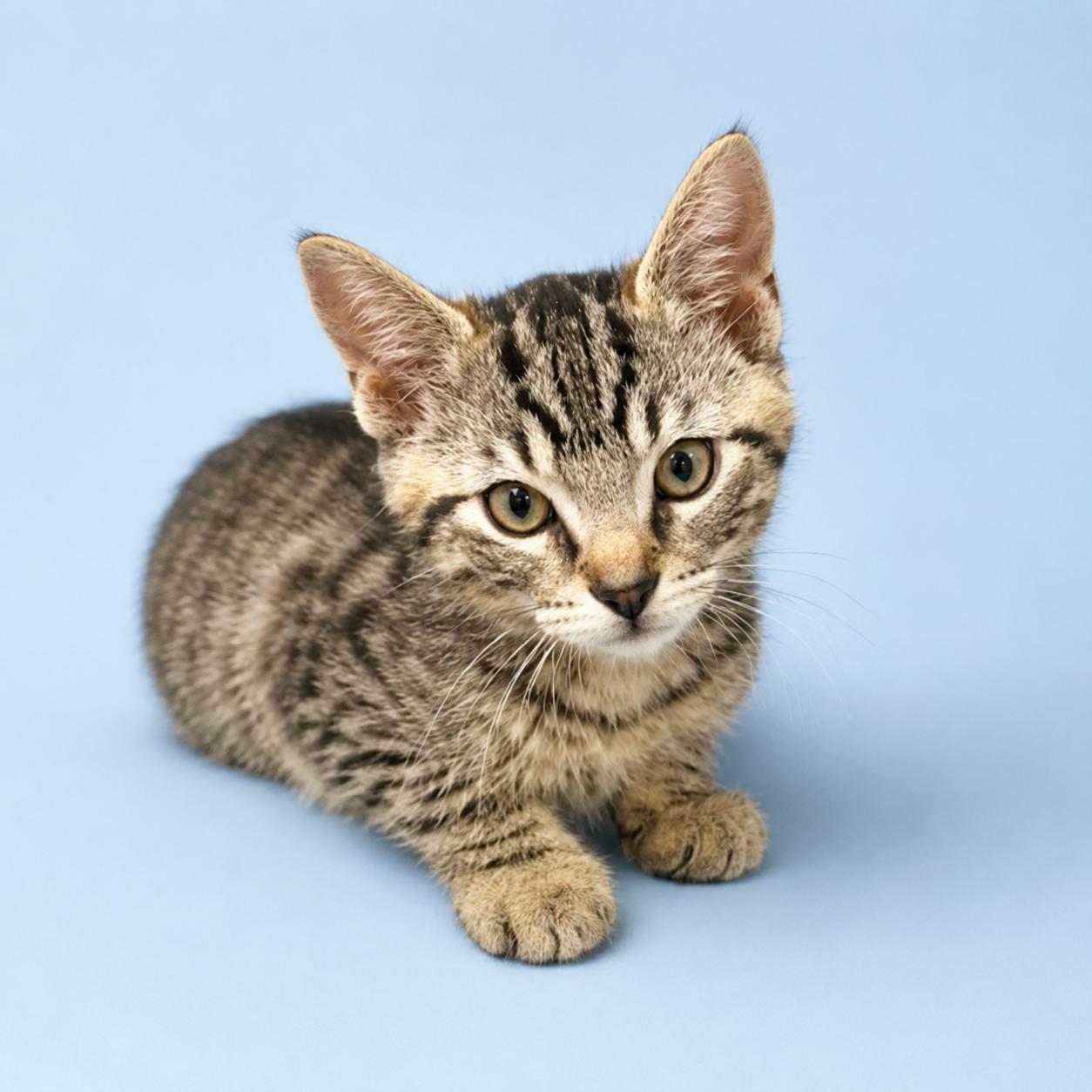 Scout, an adoptable mixed breed in Long Beach, WA image 2/6