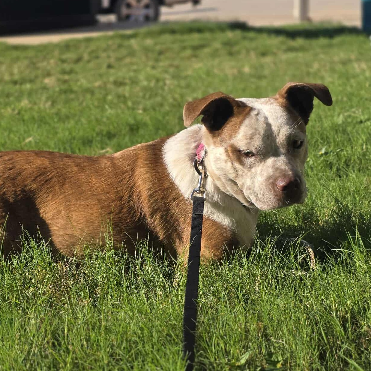 Cinnamon — thumbnail 2