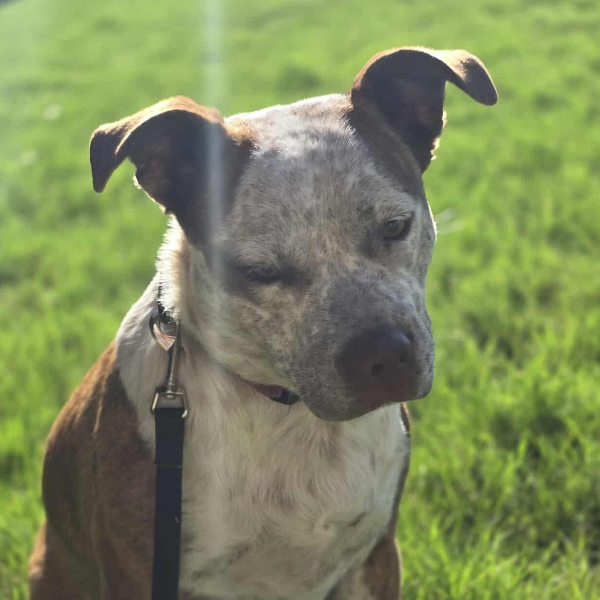 Cinnamon — thumbnail 4