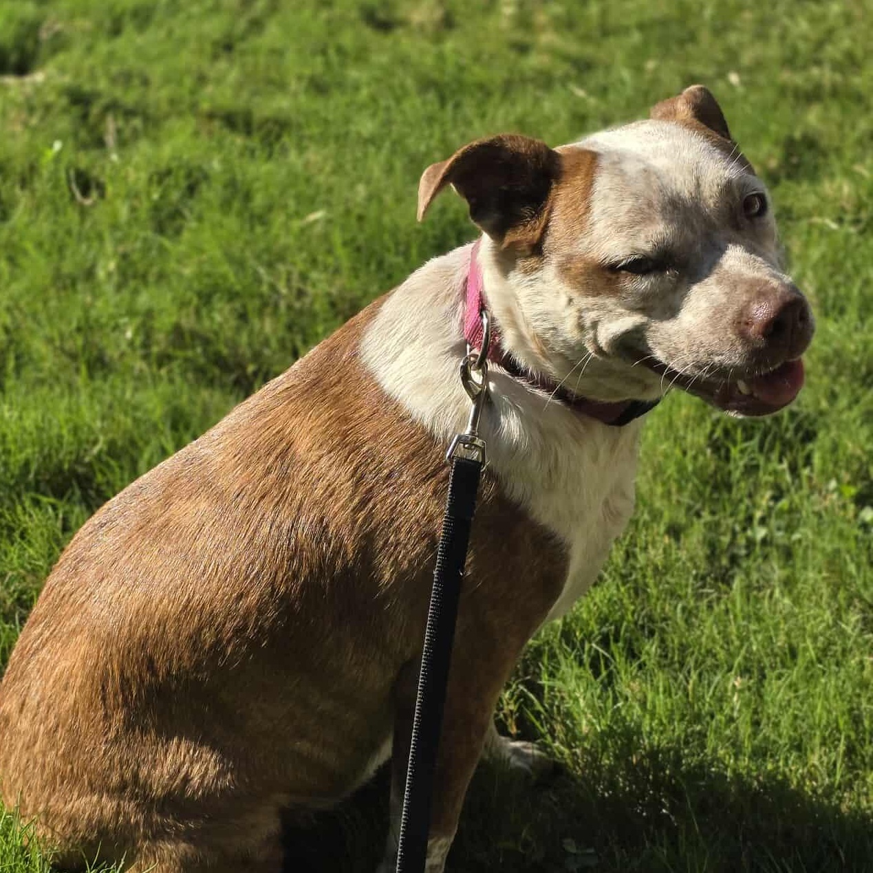 Cinnamon — thumbnail 6