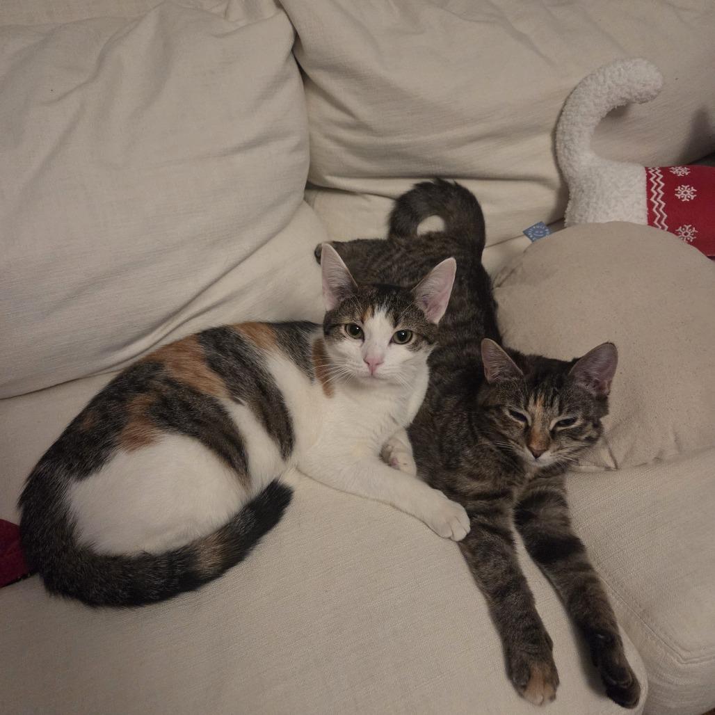 Stella and Olga- We're a bonded pair!, Adoptable, Young Female Domestic Short Hair.