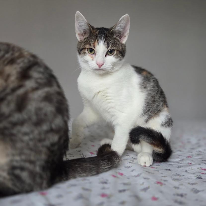 Stella and Olga- We're a bonded pair!, a Adoptable Domestic Short Hair in Chicago, IL image 1/6