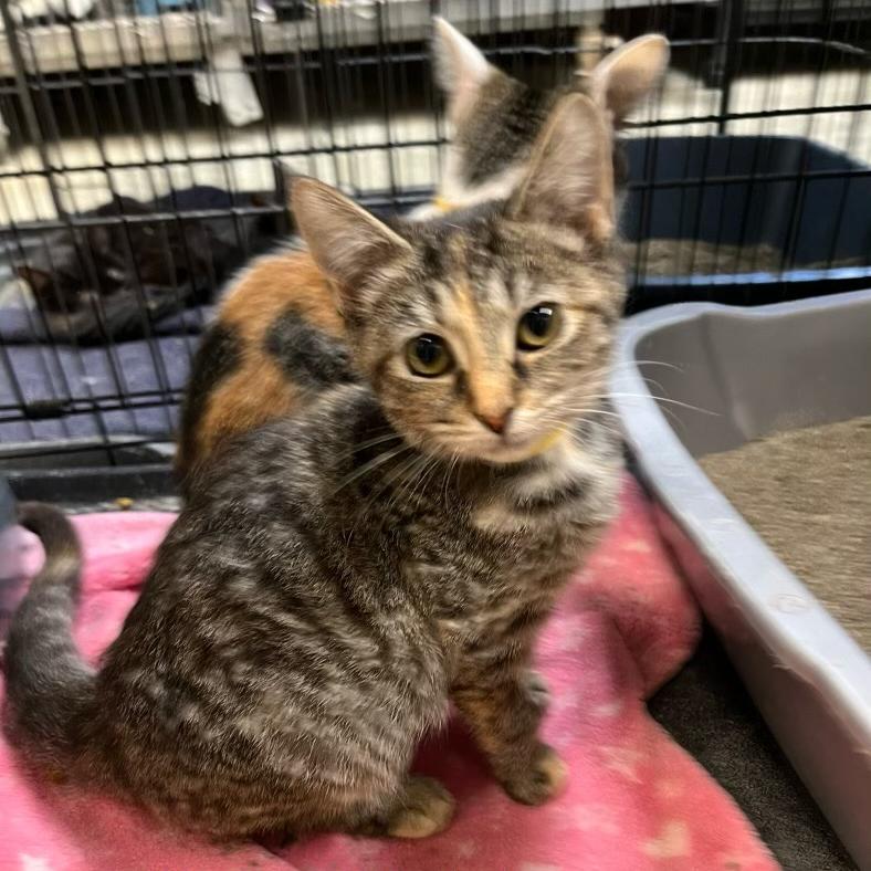 Stella and Olga- We're a bonded pair!, a Adoptable Domestic Short Hair in Chicago, IL image 2/6