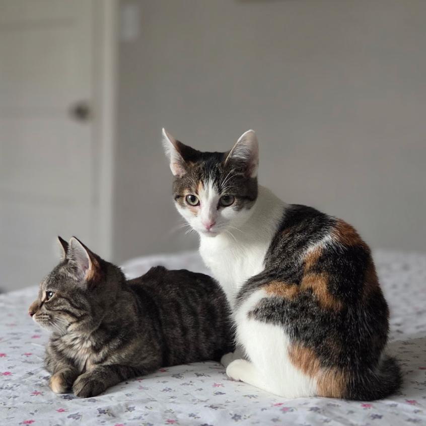 Stella and Olga- We're a bonded pair!, a Adoptable Domestic Short Hair in Chicago, IL image 3/6