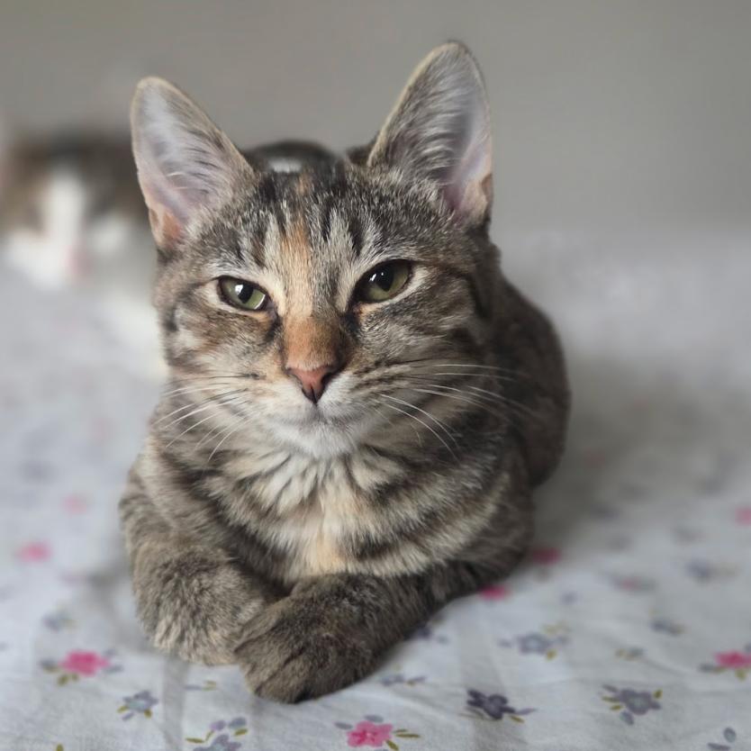 Stella and Olga- We're a bonded pair!, a Adoptable Domestic Short Hair in Chicago, IL image 4/6