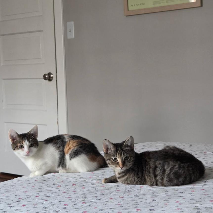 Stella and Olga- We're a bonded pair!, a Adoptable Domestic Short Hair in Chicago, IL image 5/6