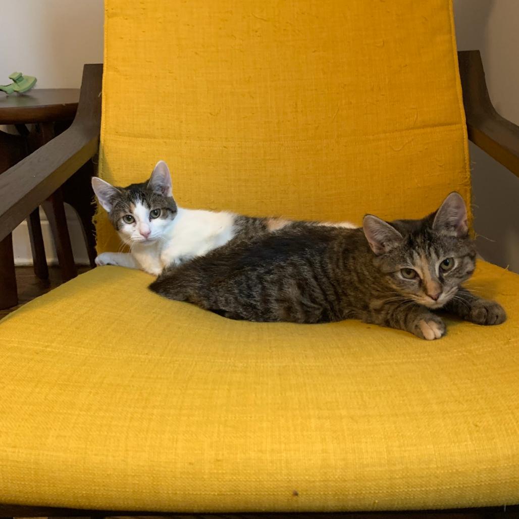Stella and Olga- We're a bonded pair!, a Adoptable Domestic Short Hair in Chicago, IL image 6/6