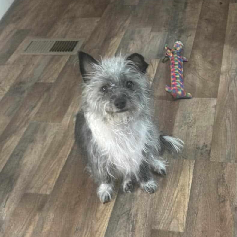 Enlarge Gael, a Adoptable mixed breed in Dallas, TX image 1/1