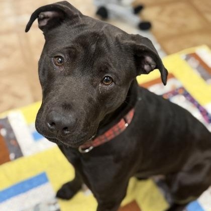 Dorito, ADOPTABLE, Adult Male Pit Bull Terrier.