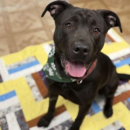 Enlarge Dorito, a ADOPTABLE mixed breed in Worcester, MA image 2/2