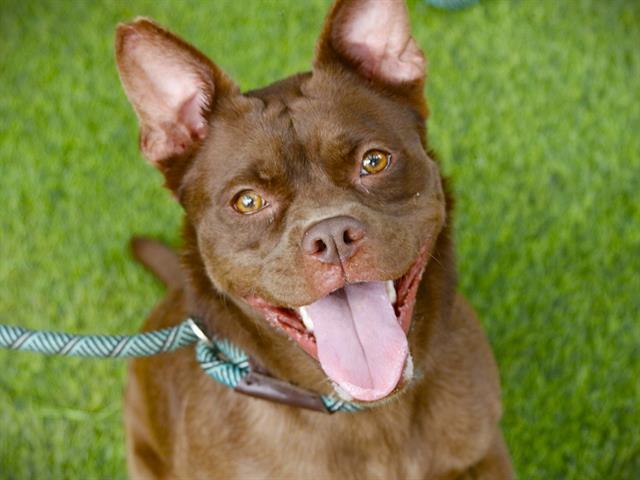 JUVI, Adoptable, Adult Female Boxer & Mixed Breed.