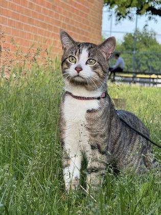 Léo (Biscotti), a Adoptable mixed breed in Montreal, QC image 3/3