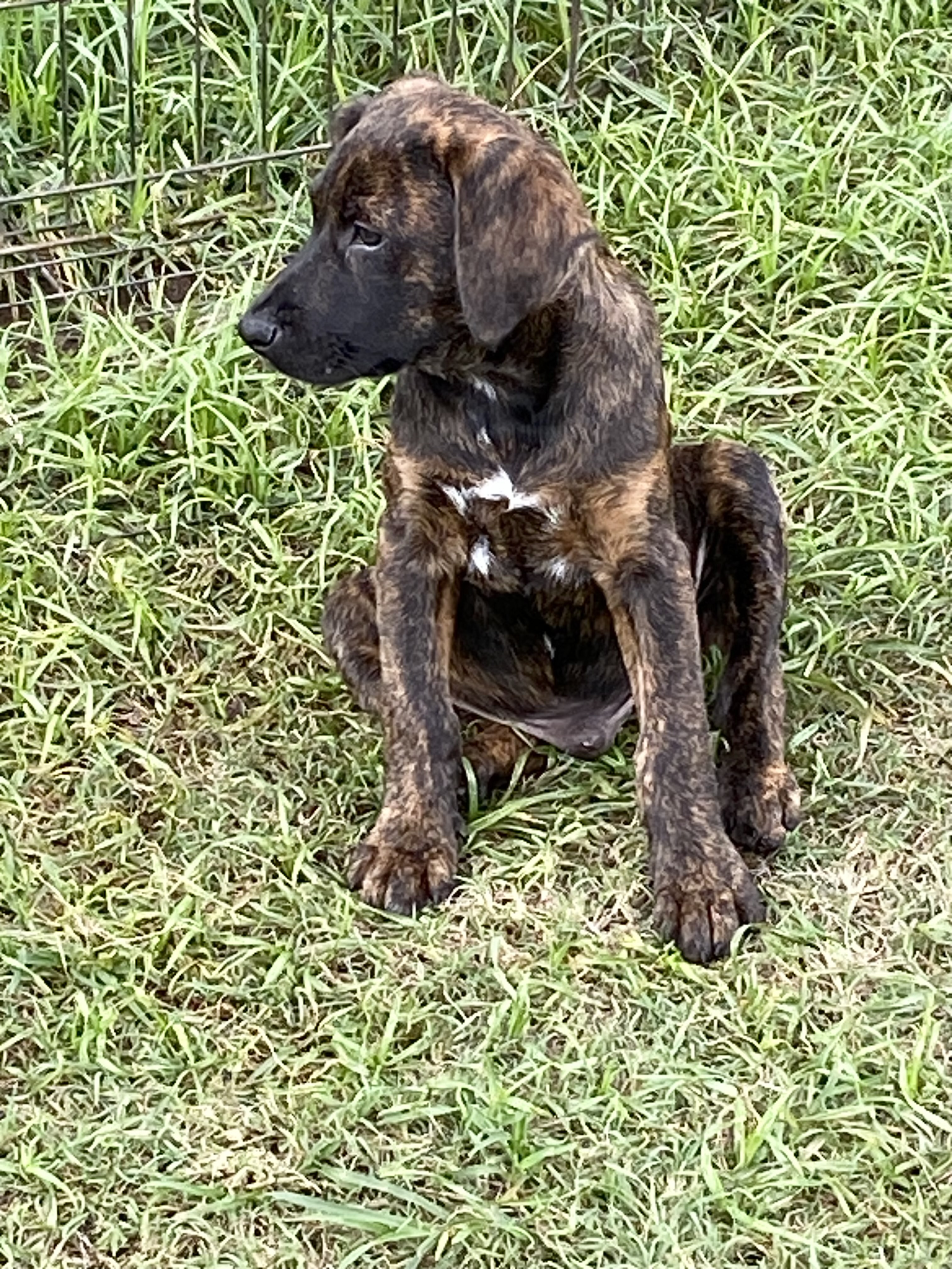 Dog for adoption YURI, a German Shepherd Dog & Hound Mix in Dumont