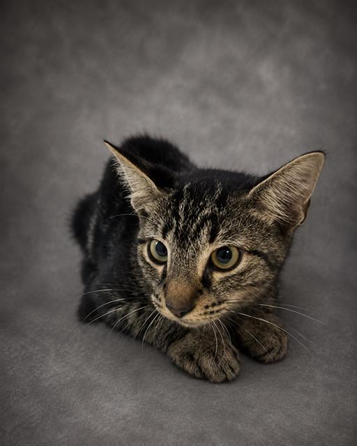 Enlarge RIDDLE, a Adoptable Domestic Short Hair in Winter Haven, FL image 1/1