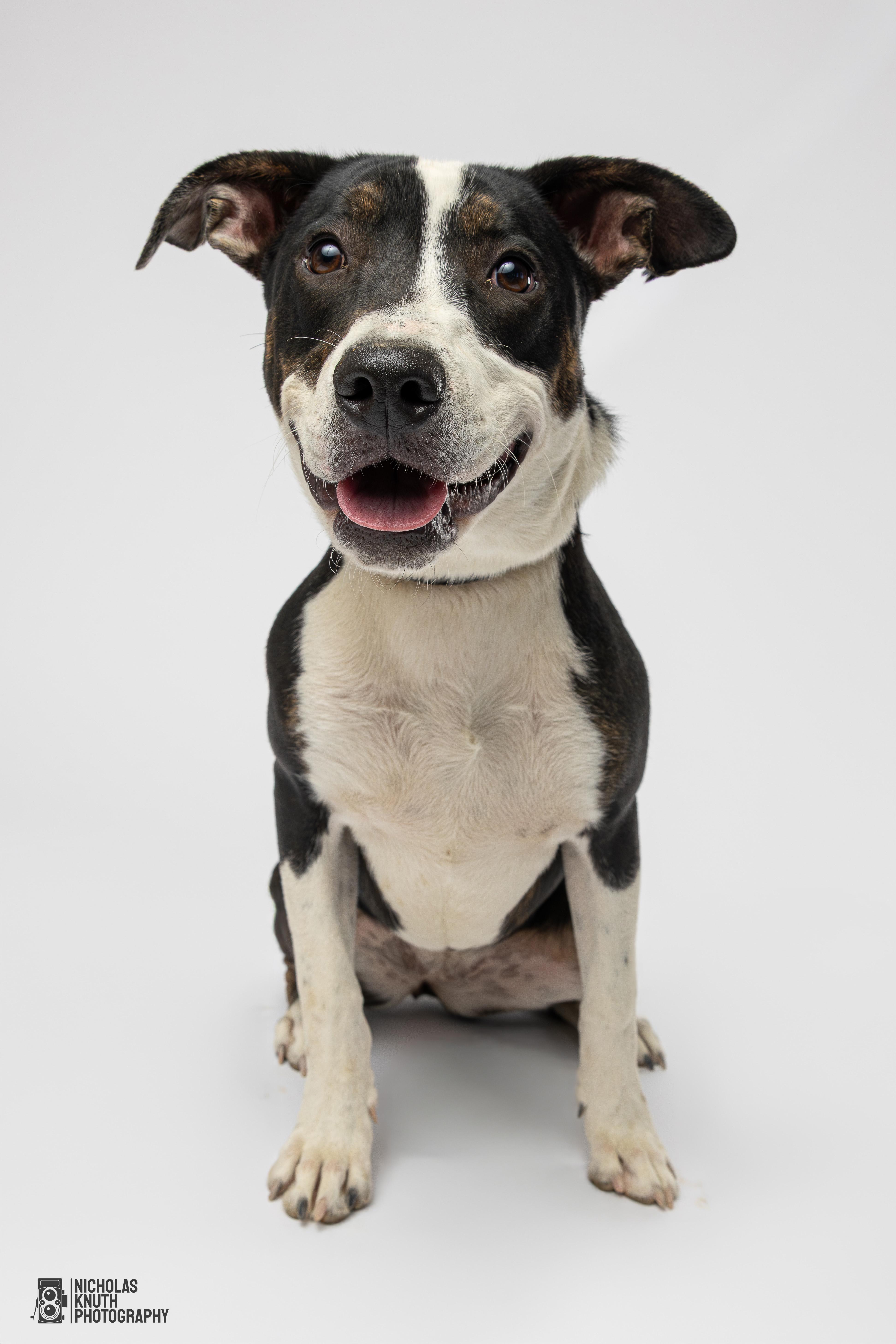 Coraline, a Adoptable mixed breed in Palatine, IL image 1/5