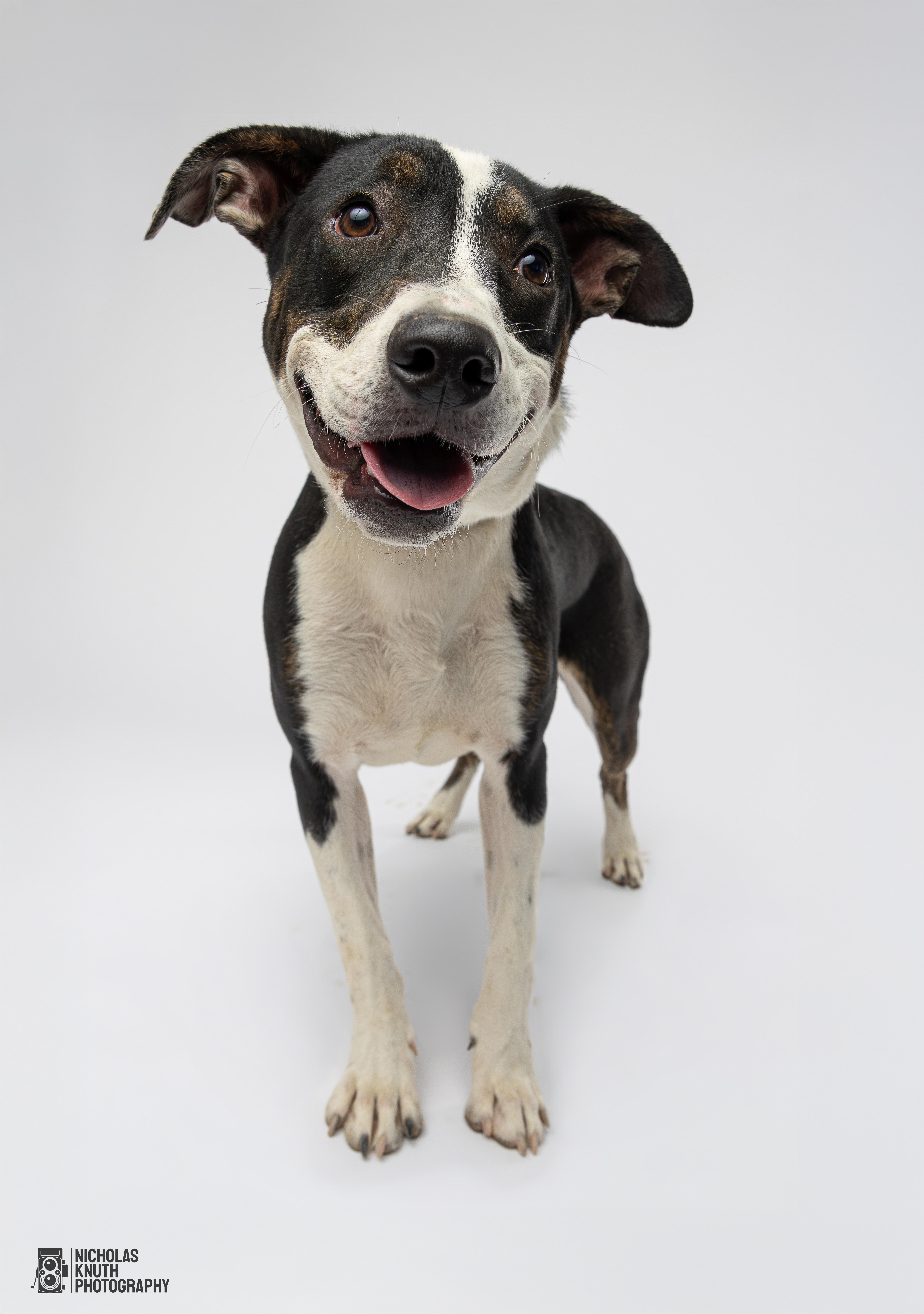 Coraline, a Adoptable mixed breed in Palatine, IL image 2/5
