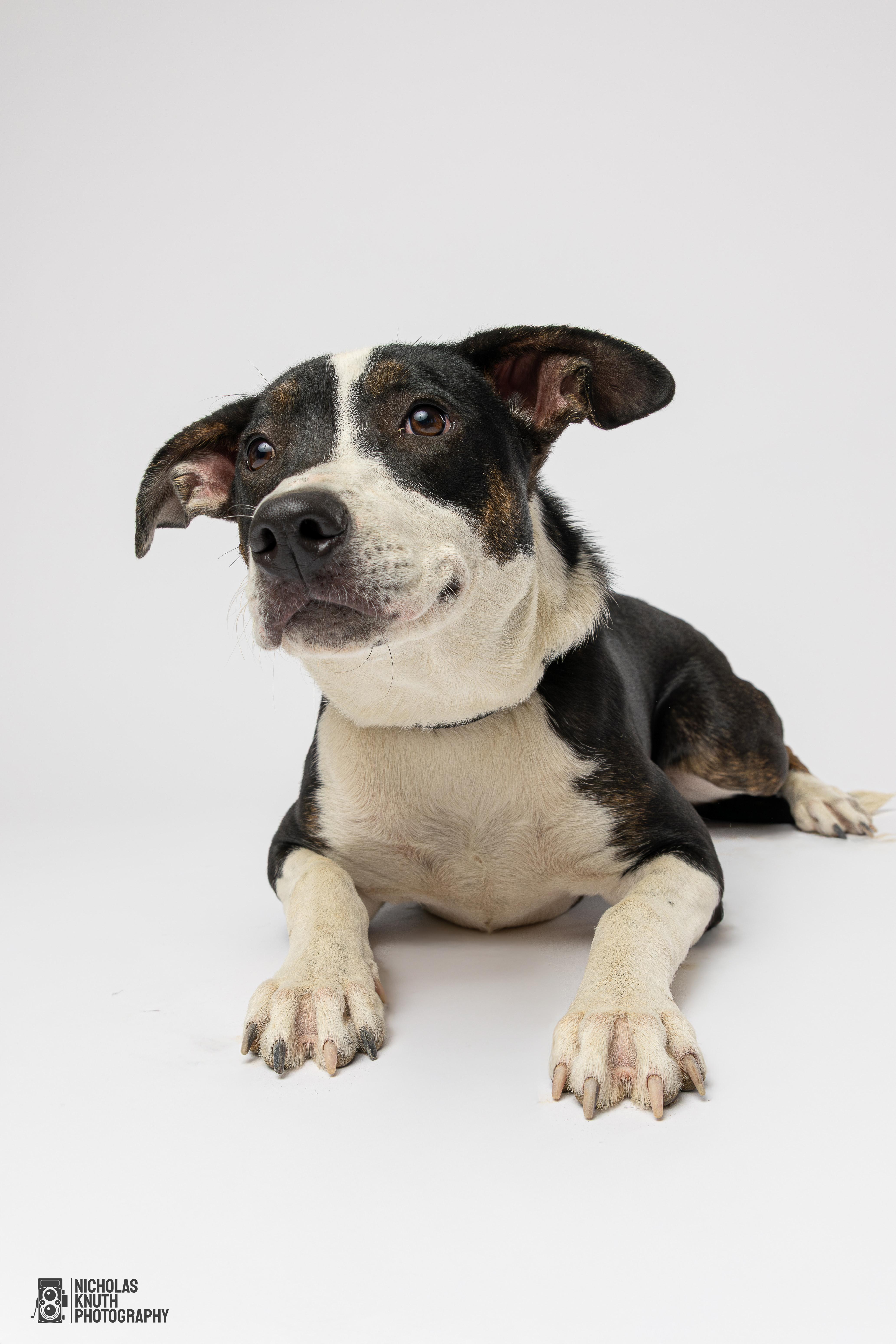Coraline, a Adoptable mixed breed in Palatine, IL image 3/5