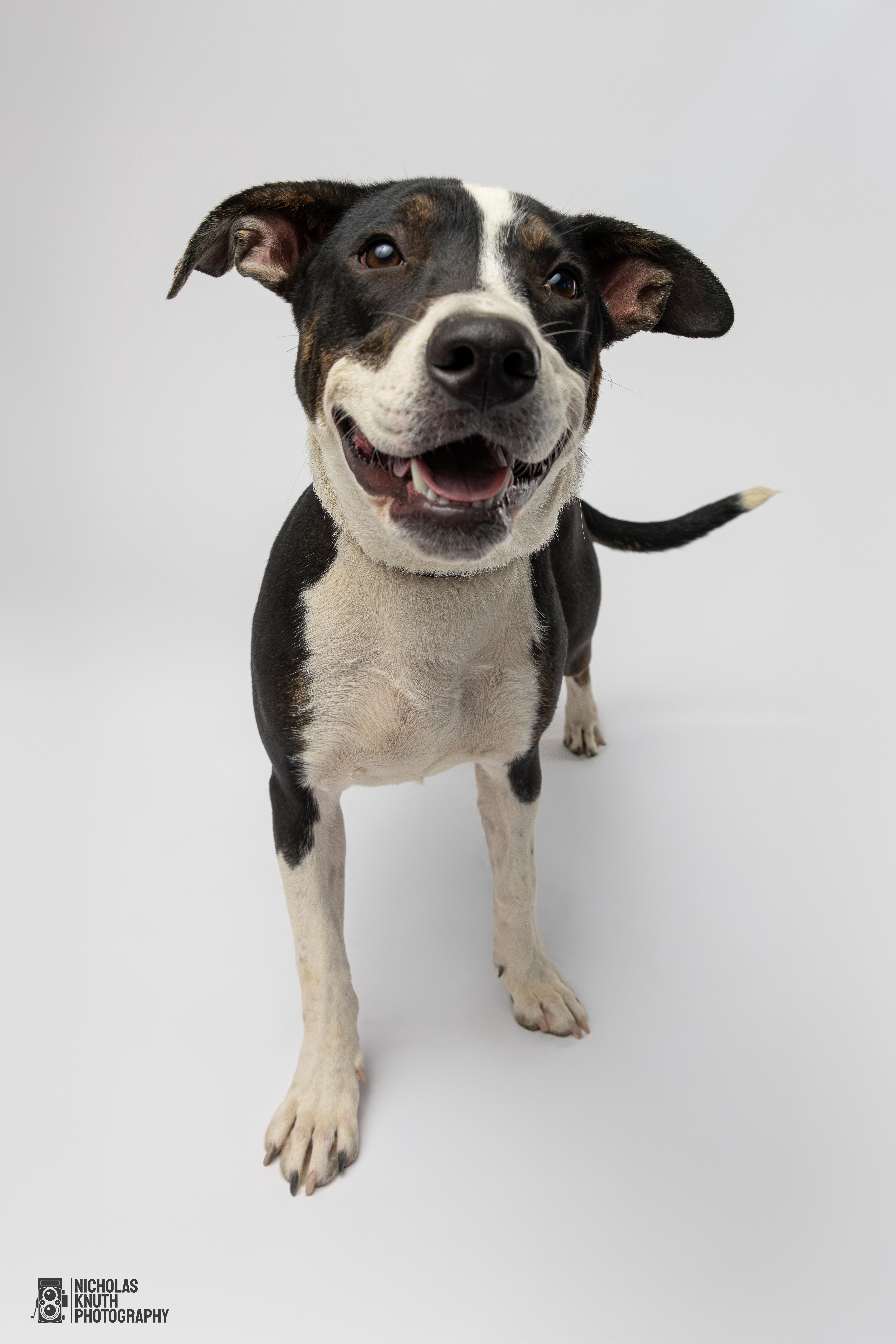 Coraline, a Adoptable mixed breed in Palatine, IL image 4/5