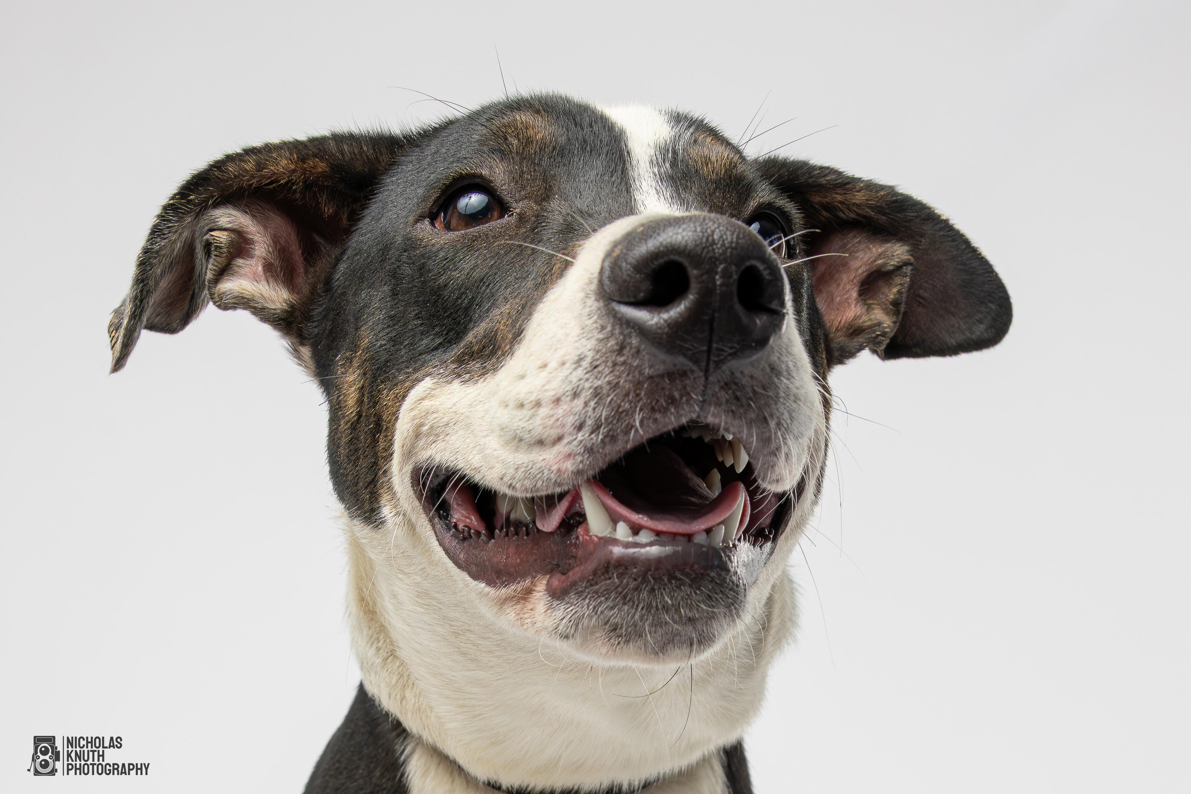 Coraline, a Adoptable mixed breed in Palatine, IL image 5/5