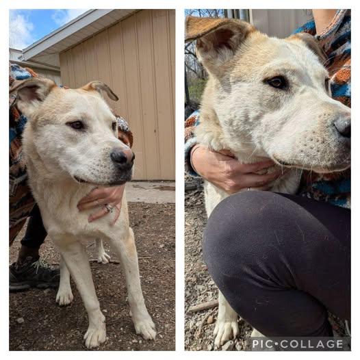 Ernie, Adoptable, Adult Male Yellow Labrador Retriever & Staffordshire Bull Terrier.