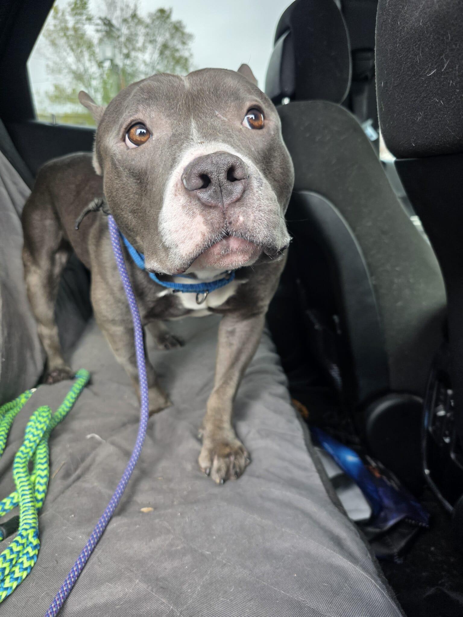 Stanley, a Adoptable American Staffordshire Terrier in Lincoln Park, NJ image 1/5