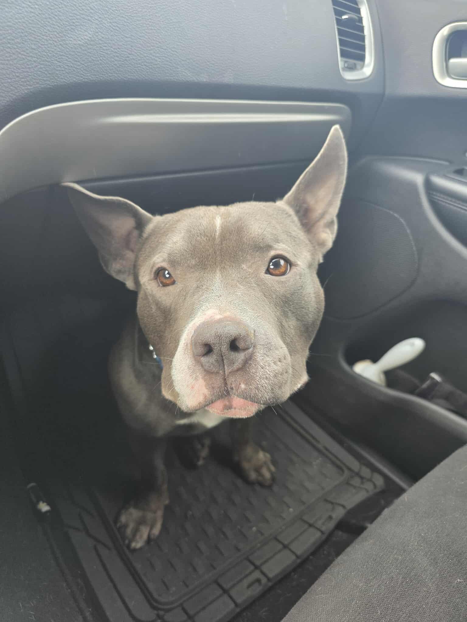 Stanley, a Adoptable American Staffordshire Terrier in Lincoln Park, NJ image 2/5