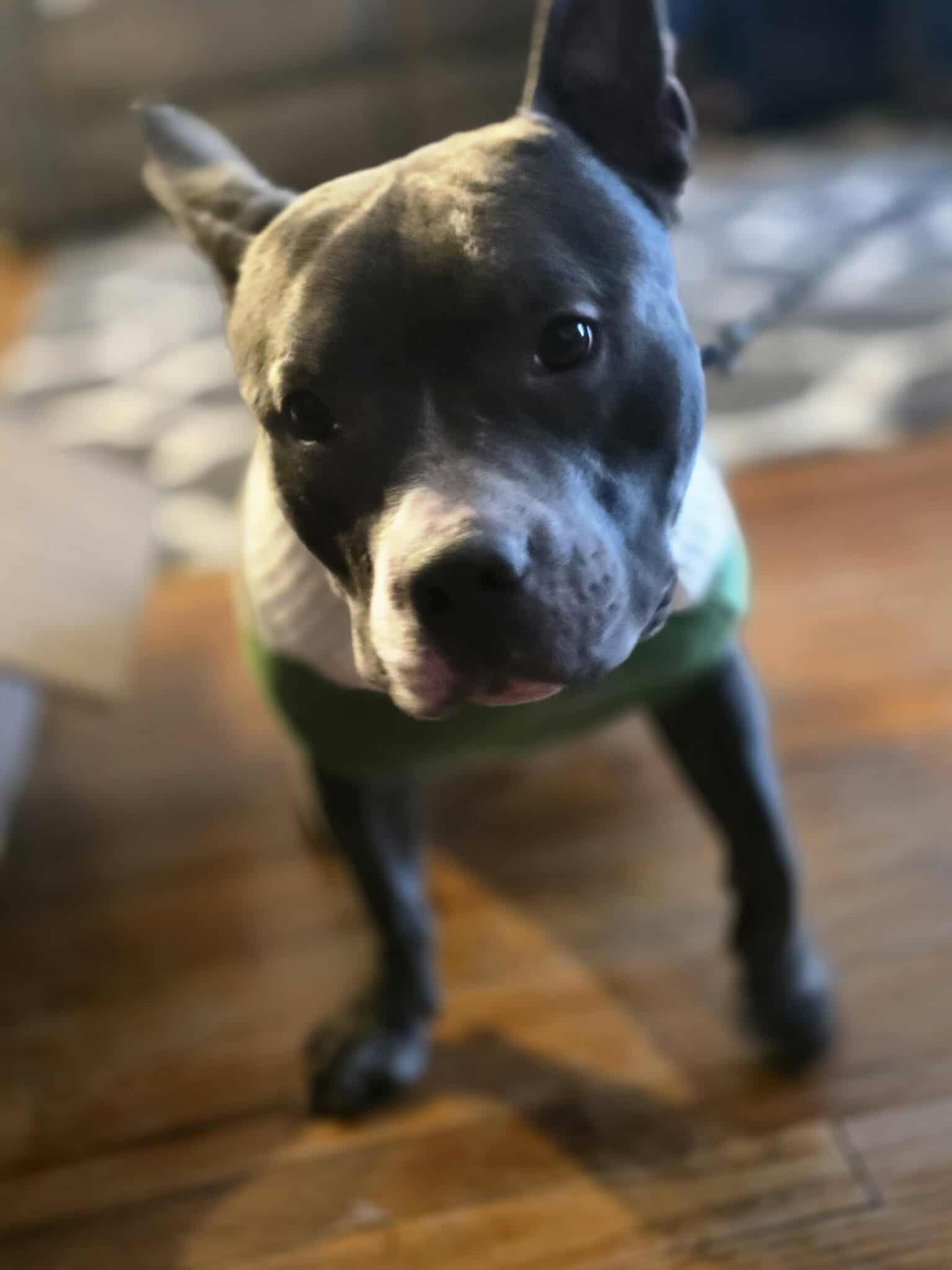 Stanley, a Adoptable American Staffordshire Terrier in Lincoln Park, NJ image 3/5