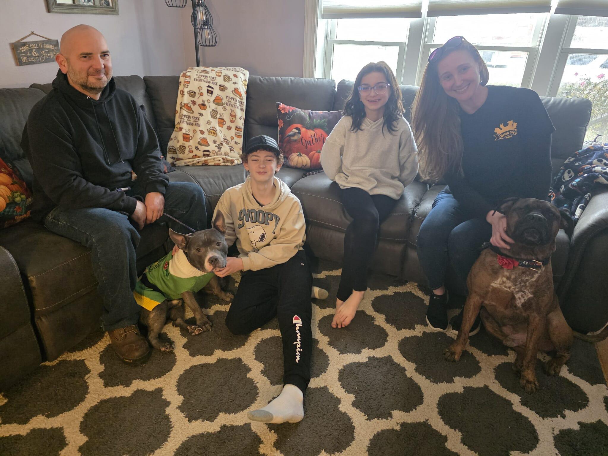 Stanley, a Adoptable American Staffordshire Terrier in Lincoln Park, NJ image 4/5