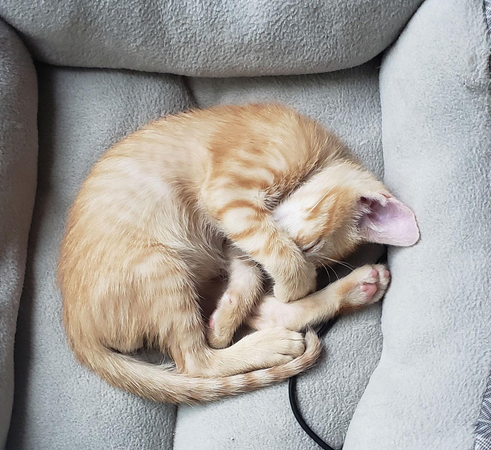 Remy #brother-of-Romy, Adopted, Kitten Male Tabby & Domestic Short Hair.