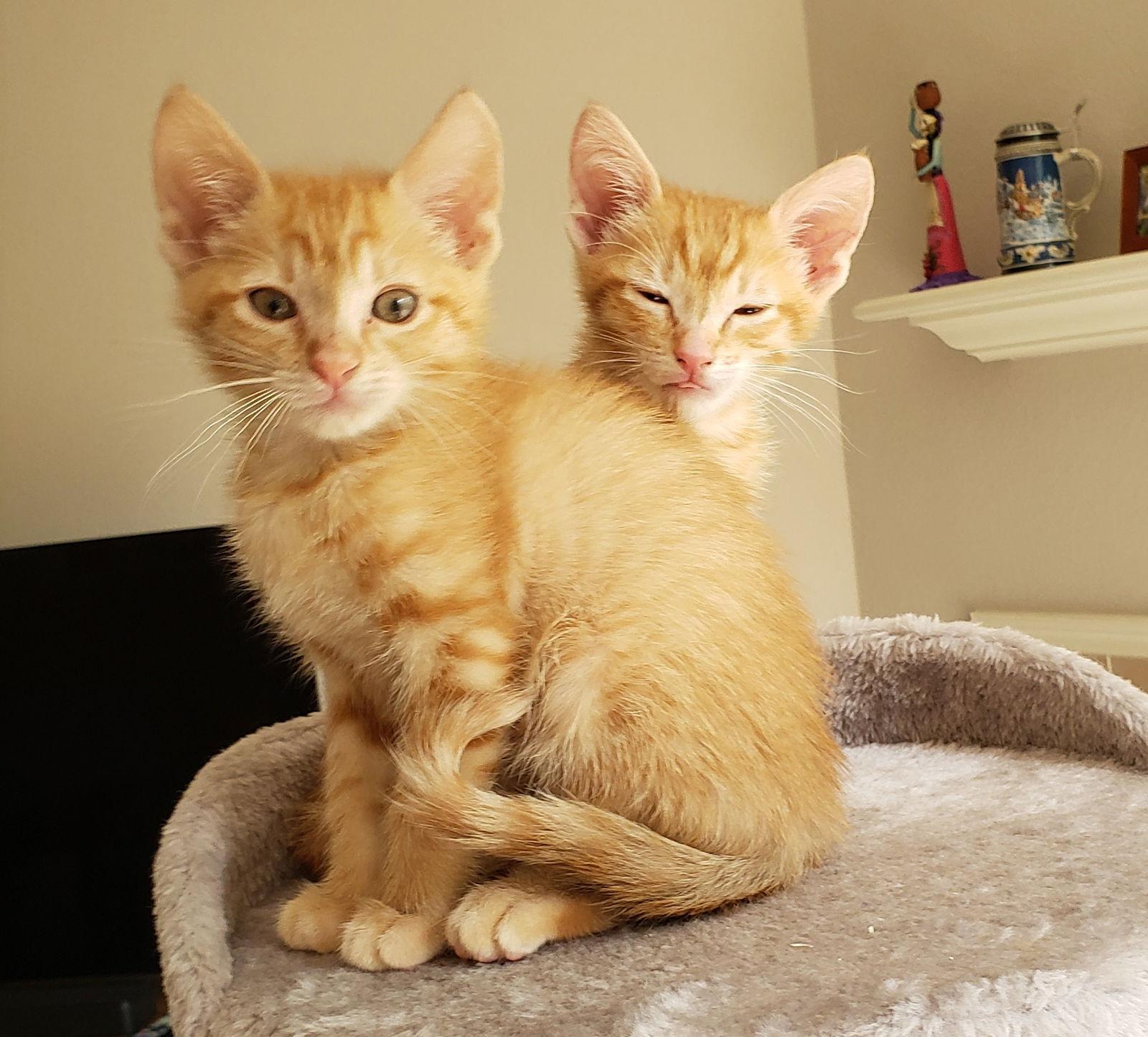 Enlarge Remy #brother-of-Romy, a Adopted mixed breed in Houston, TX image 2/3