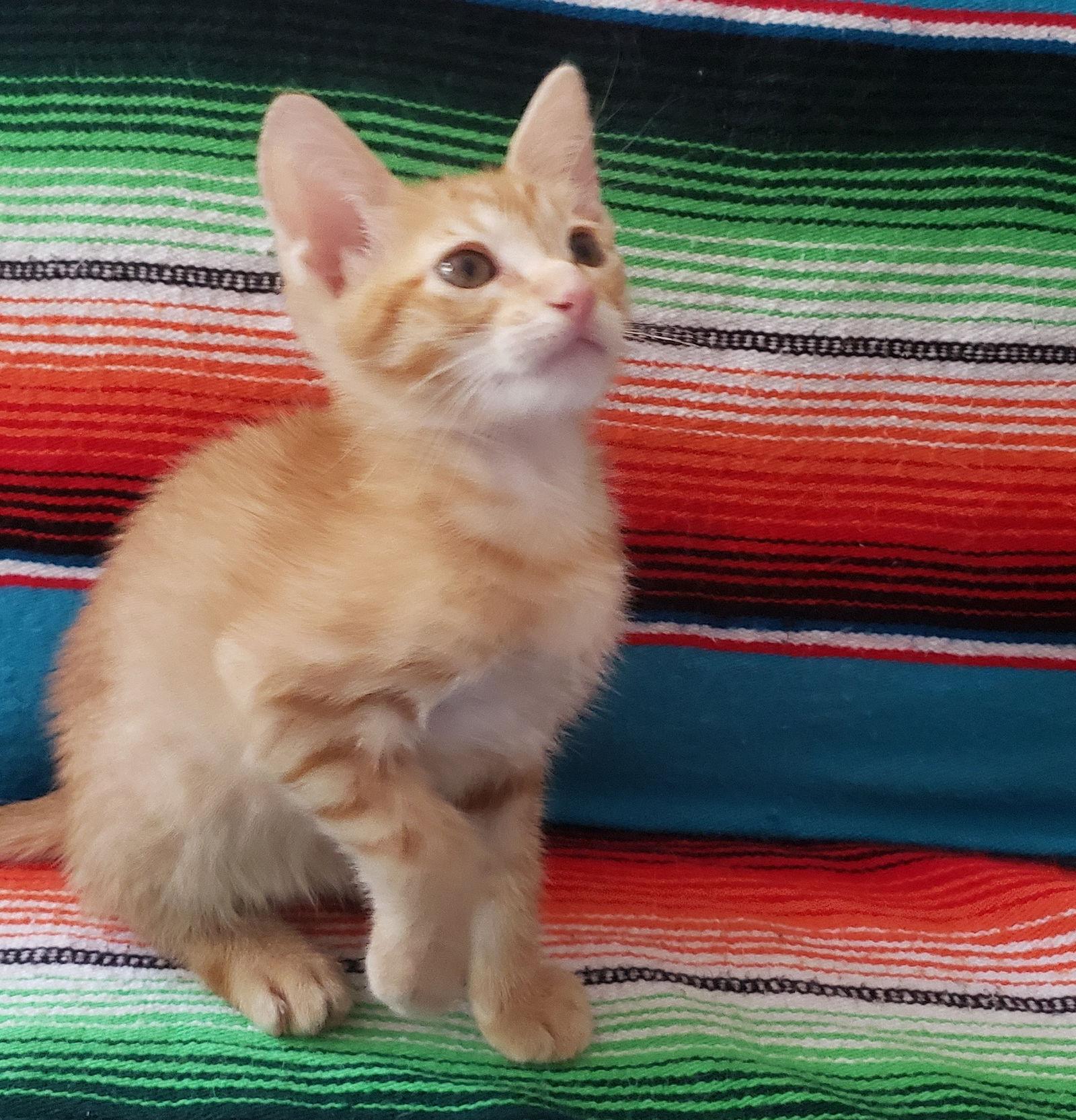 Enlarge Remy #brother-of-Romy, a Adopted mixed breed in Houston, TX image 3/3