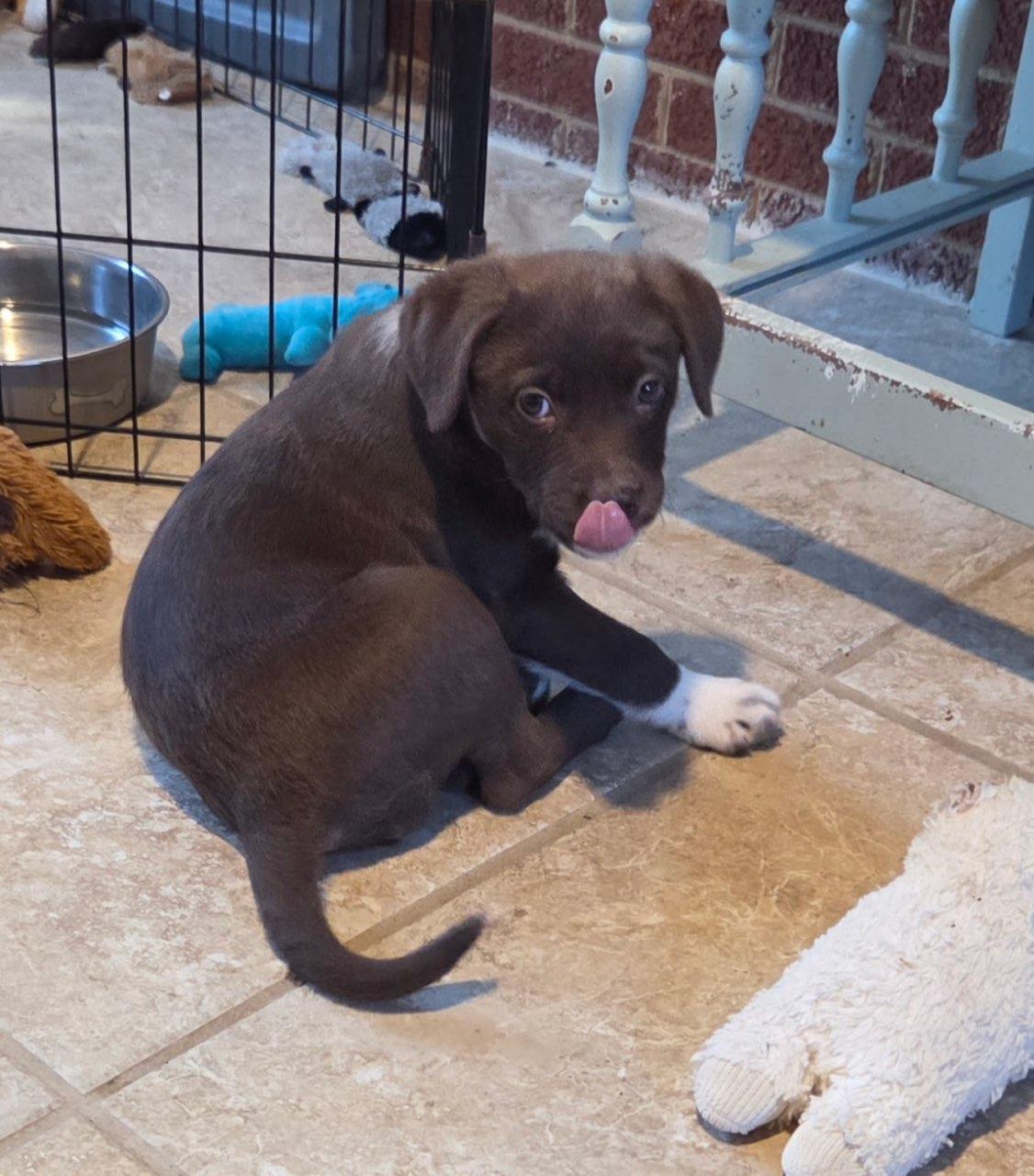 Gulliver, an adopted mixed breed in Concord, NC image 2/5